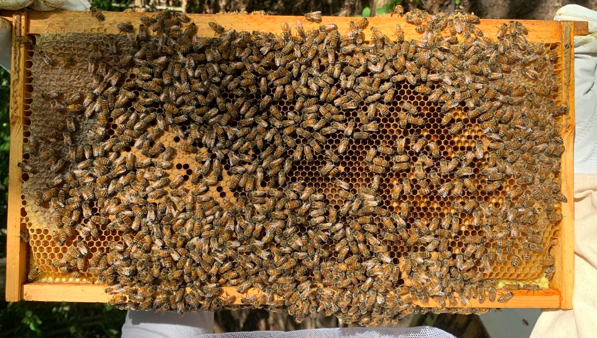 Honeybee frame inspection at Aimee's Apiary