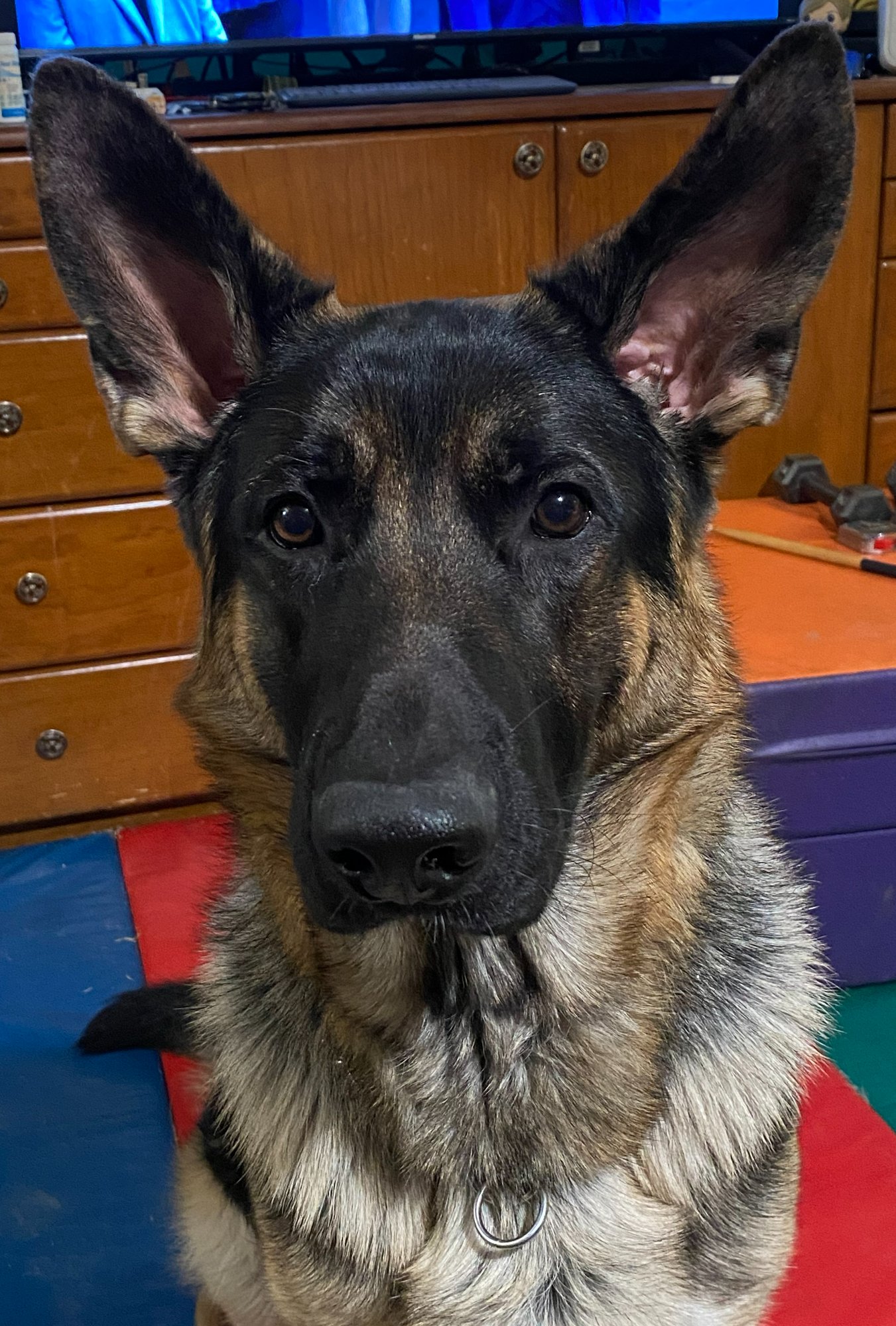 Günther the German Shepherd