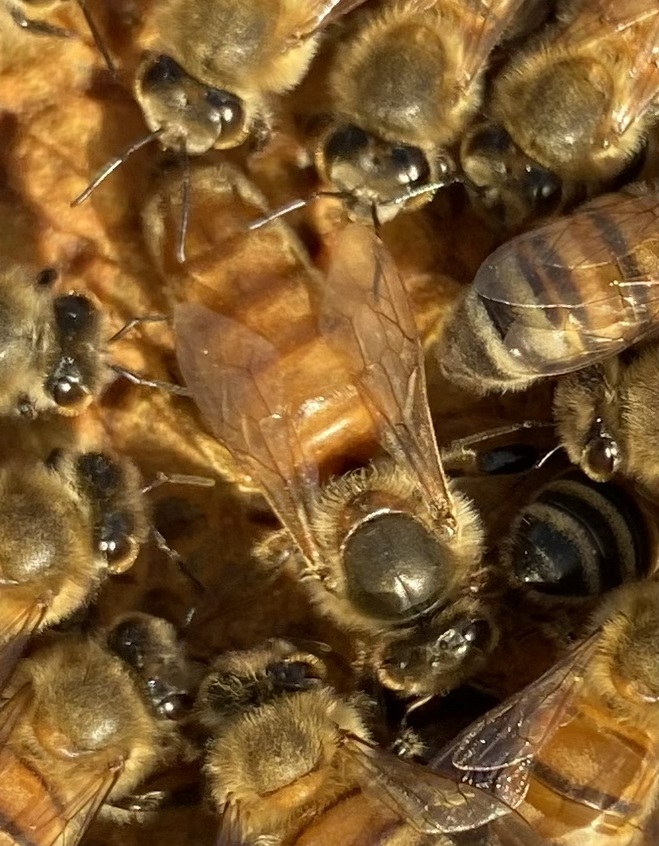 Queen bee surrounded by attendants