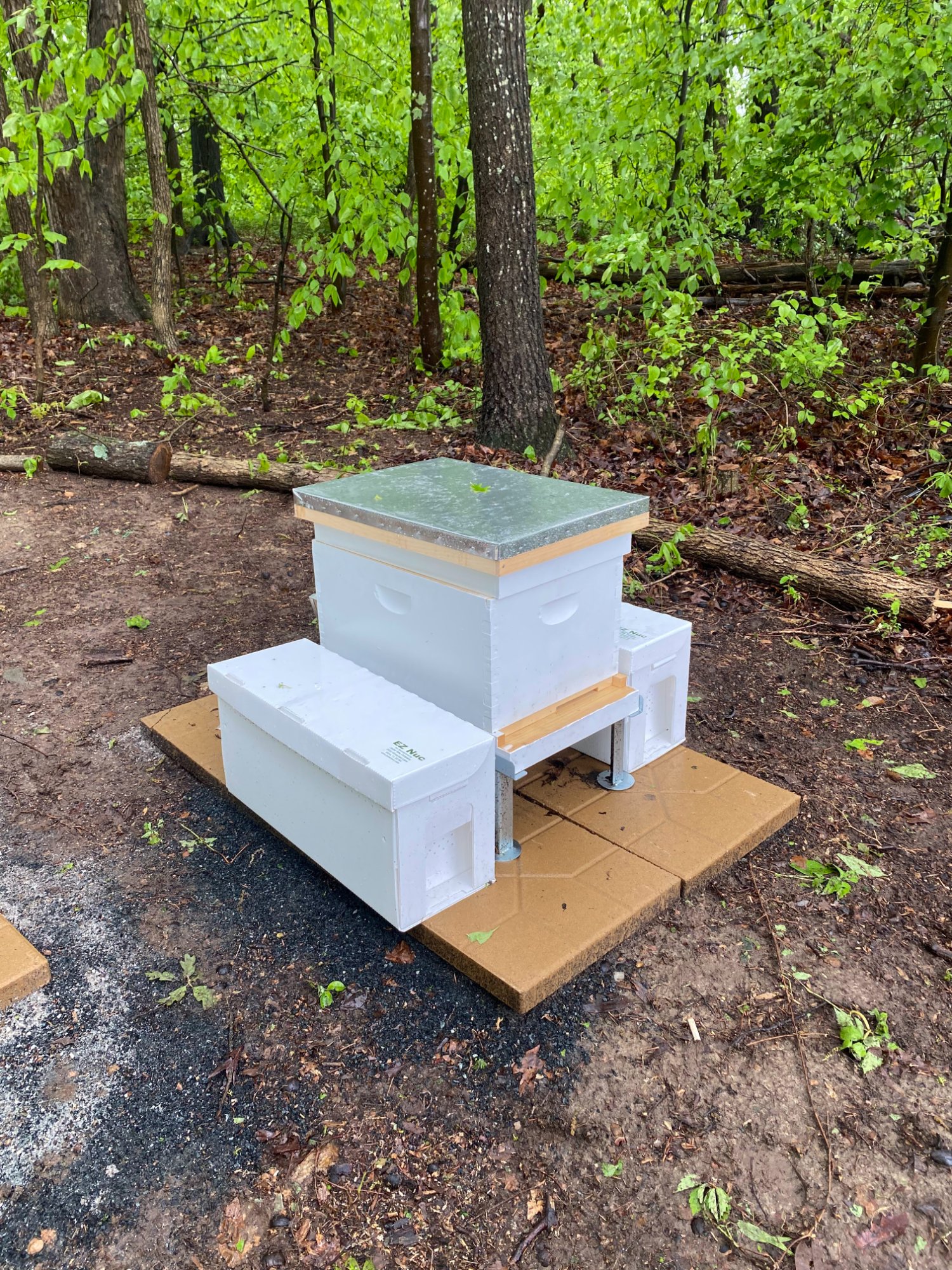 First hive setup May 7 2021 — where it all began
