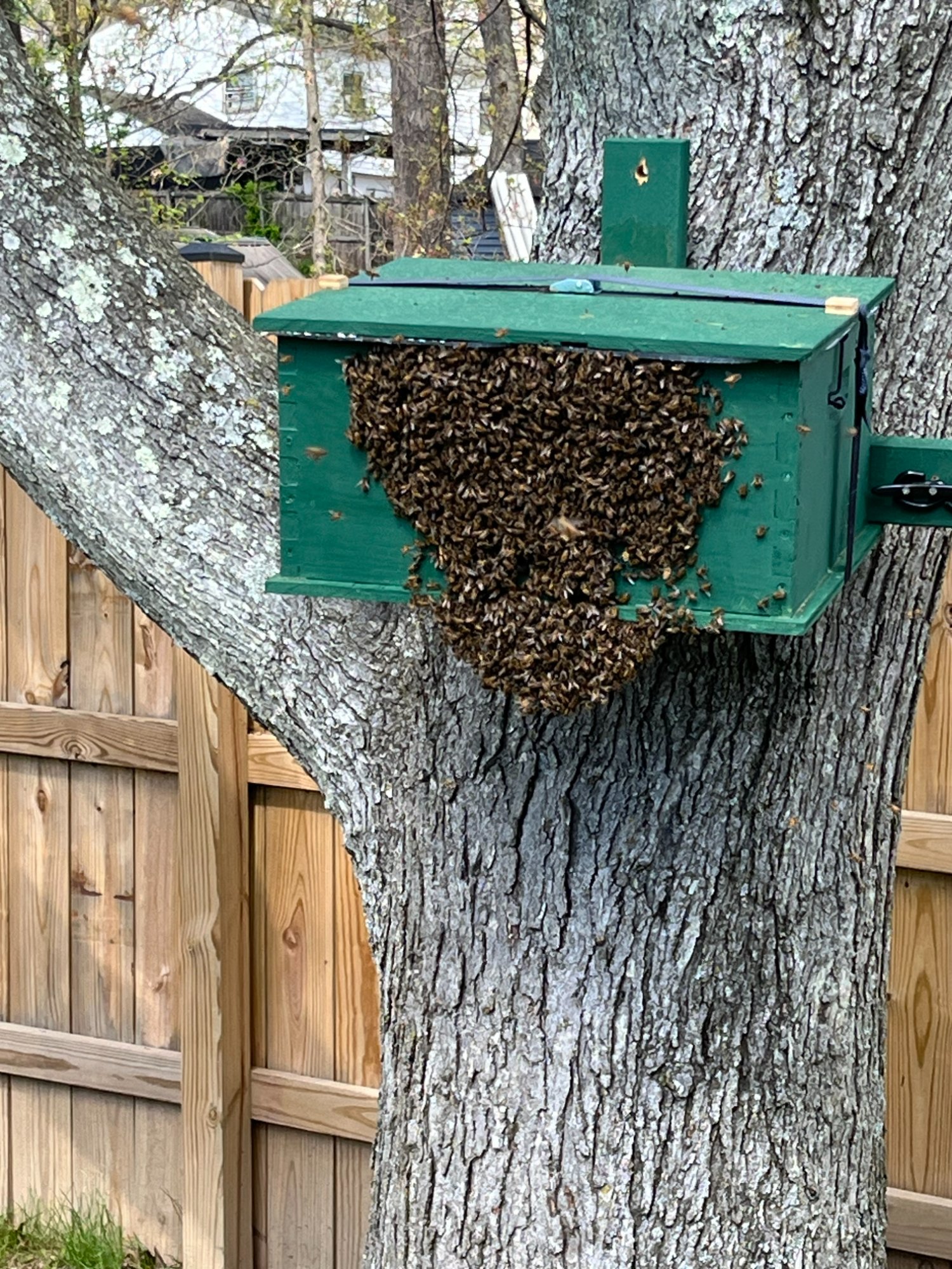 Swarm of bees clustering on a trap box